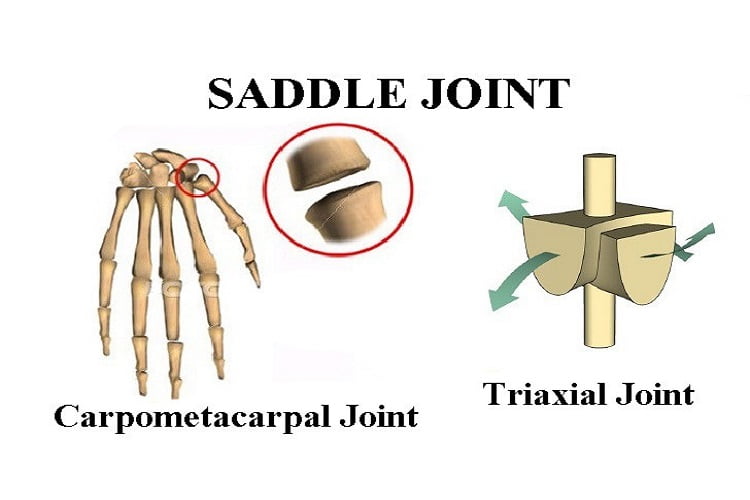 saddle joint examples