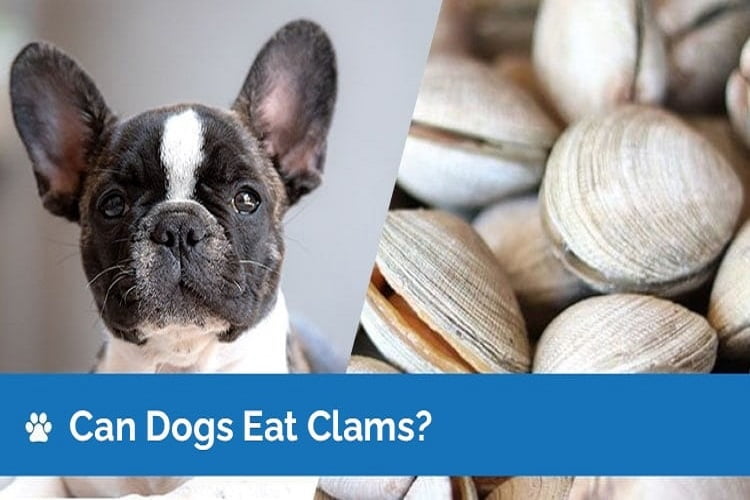 Can Dogs Eat Clams