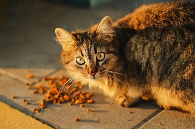 Cat With Dry Food