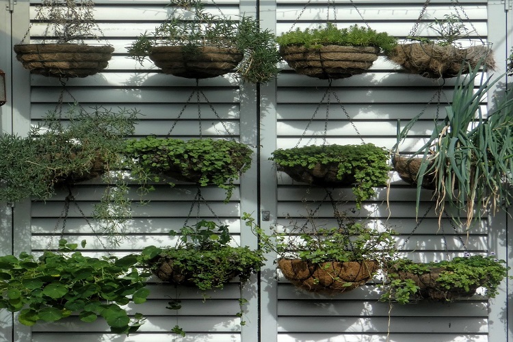 The 3 Roles of Indoor Hydroponic Plants in Home Improvement 1 Hydroponic Plants
